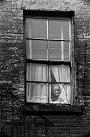Window Lady